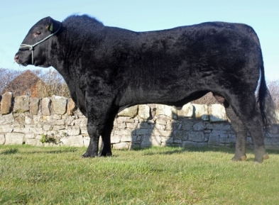 <b> SEMEN AVAILABLE - BLELACK BLACKADDER </b>