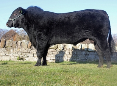 <b> SEMEN AVAILABLE - BLELACK BLACKADDER </b>